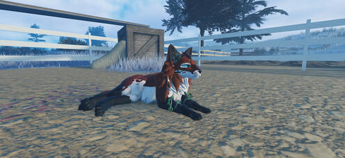 red fox