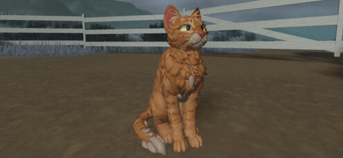 ginger cat