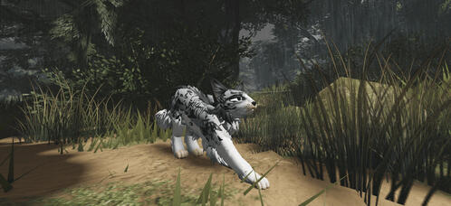 blue merle border collie